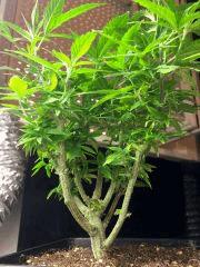 PM Jack The Ripper   Cro175   Face A (2)