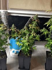 Clones JTR, Flo45 (9).jpg