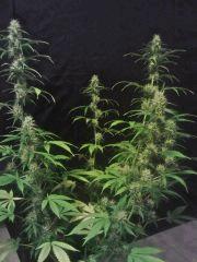 Clone JTR H   F+21 (2)