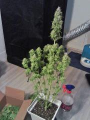 OG Kush 1 F 63