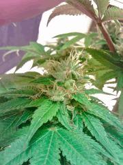 L.A. Confidential Bud grainé