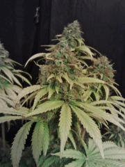 Honolulu Haze F 63 ((6)