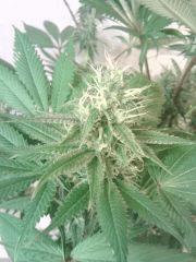 OG Kush 2   Flo 33 resultat