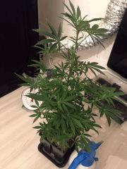 Clones JTR, Flo2 (2)