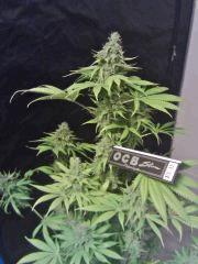 OG Kush 2 F 56 (7)