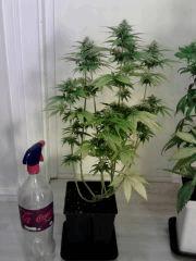 Honolulu Haze F 25