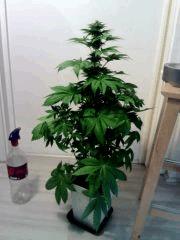Bubba Kush F 25 (2)