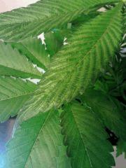 OG Kush 1   Moyennes feuilles