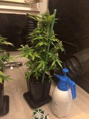 Clones JTR, Flo40 (1)