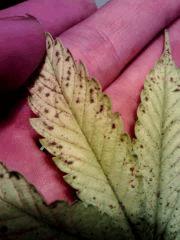 H. Haze feuille moyenne face avant