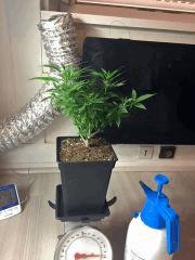 PM Jack The Ripper   Cro175 (1)