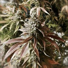 Clones JTR 1, Flo45 (2)