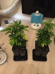 2 grandes boutures rempotées partent En Flo