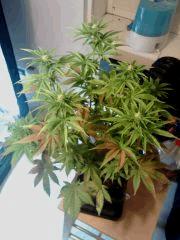 H.Haze F 11 (2)