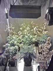 Box Flo' (2)