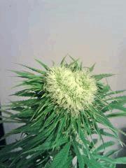 JTR I F 23 (3)
