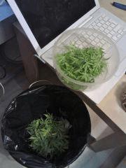 Manuc' OG Kush 2