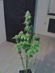 L.A. Confidential F 38 (2)