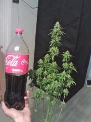 L.A. Confidential F 38 (3)