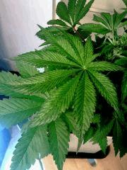 OG Kush 1 (3)