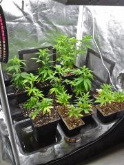 Box cro' (2)