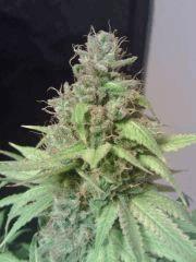 OG Kush 2 F 56 (2)