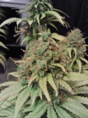 Honolulu Haze F 63 (2)