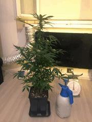 Clone JTR, Flo6 (1)