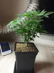 PM 20 jours après root trimming (3).jpg