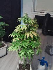 L.A. Confidential F 33