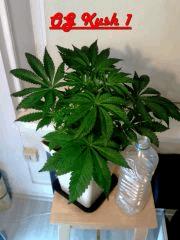 OG Kush 1