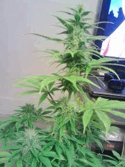 JTR A F 23 (3)