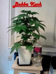 Bubba Kush F 0 (2)