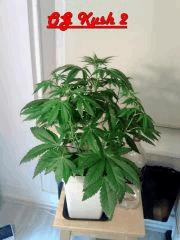 OG Kush 2 F 0