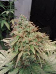 Honolulu Haze F 63 (3)