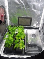 Box cro'