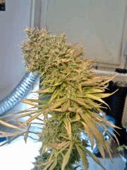 JTR I   F56 (5)