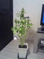 OG Kush 2 F 56 (10)