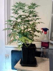 H.Haze F 11