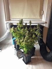Clones JTR 1 2 & 3, Flo45 (1)