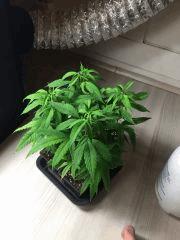 4 petites boutures