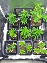 Box cro' (3)