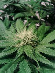 OG Kush 1 F 20