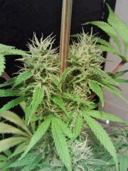 JTR H   Buds F 31