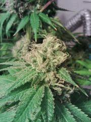OG Kush 1   F 58 (3)