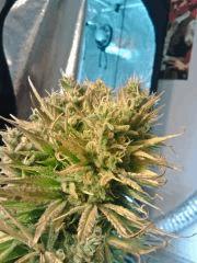 JTR I   F56 (9)