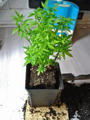 Root Trimming (7)