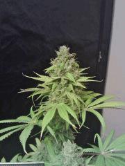 OG Kush 2 F 56 (3)