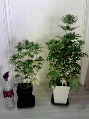 H.Haze & OG Kush 1