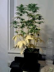 Honolulu Haze F 18 (2)